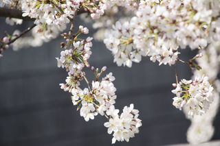 Sakura y.jpg