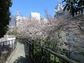 Sakura akasaka.jpg