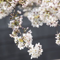 Sakura_y.jpg